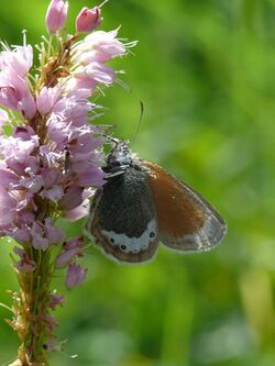 Coenonympha gardetta gardetta 02 (HS).JPG