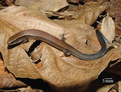 Colobodactylus taunayi.png