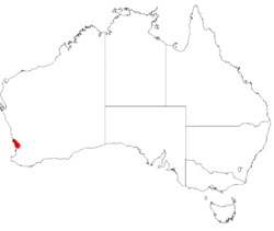 Conostylis bracteata DistMap45.png