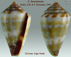 Conus boavistensis 1.jpg