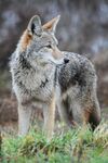 Coyote by Rebecca Richardson.jpg
