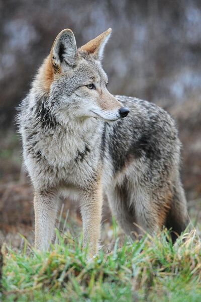 File:Coyote by Rebecca Richardson.jpg