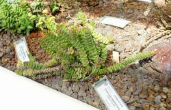 Crassula rupestris subsp. marnieriana (Crassula marnieriana) - Orto botanico - Rome, Italy - DSC09988.jpg