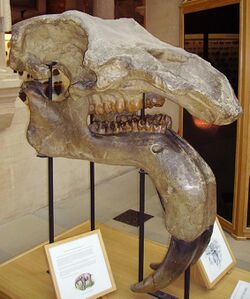 Deinotherium giganteum skull.JPG