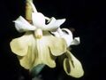 Dendrobium uniflorum Orchi 002.jpg