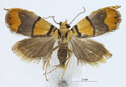 Diptychophora galvani holotype.png