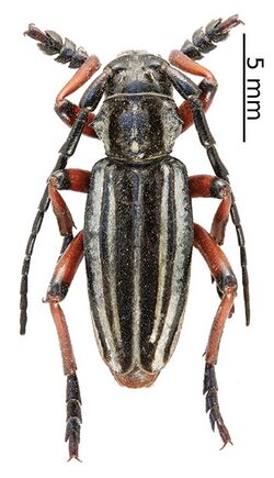 Dorcadion arietinum arietinum (male) (10.3897-zookeys.805.29660) Figure 6 (cropped).jpg