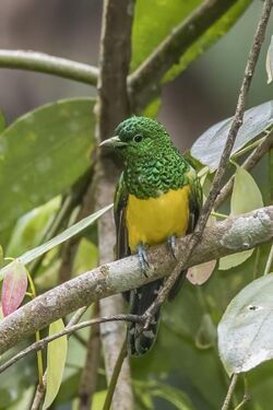 Emerald cuckoo (Chrysococcyx cupreus insularum) male Sao Tome.jpg