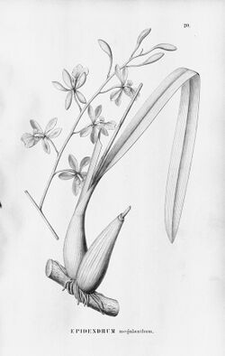 Encyclia advena (as Epidendrum megalanthum) - Fl. Br. 3-5-020.jpg