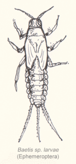 Drawing of nymph of Baetis sp.