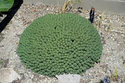 Euphorbia clavarioides - UBC Botanical Garden - Vancouver, Canada - DSC08323.jpg