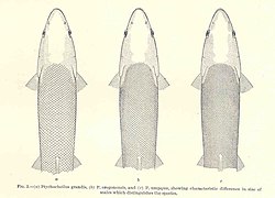 The image shows 3 species of fish. The third one towards the right is umpqua pikeminnow. The species are differentiated by the size of their scales.