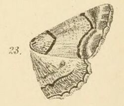 Fig.23-Omphalucha maturnaria (Möschler, 1884) (Boarmia).JPG