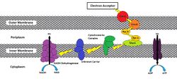 Electron Transport Chain to move electrons to outer membrane of Geobacter Sulfurreducens