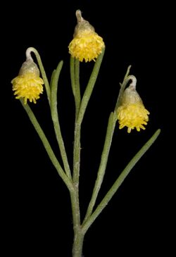 Gilberta tenuifolia - Flickr - Kevin Thiele.jpg