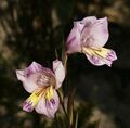 Gladiolus carinatus 1DS-II 3-8961.jpg