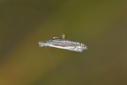 Glyphipterix oxymachaera 170186137.jpg