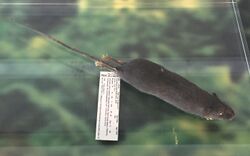 Gracilimus radix - slender rat specimen.jpg