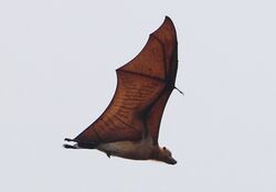 Great Flying-fox.jpg