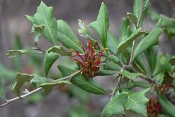 Grevillea ilicifolia.jpg