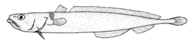 Halargyreus johnsonii (slender codling).gif
