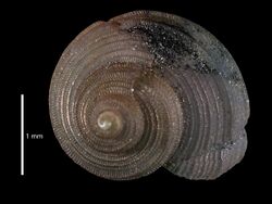 Haplocochlias pacorubioi (MNHN-IM-2012-2522) 001.jpeg