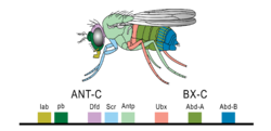 Hoxgenesoffruitfly.svg