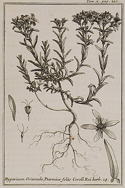 Hypericum Orientale, Ptarmicae foliis Coroll Rei herb 18 - Tournefort Joseph Pitton De - 1717.jpg
