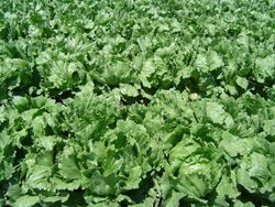 A field of bright green heads of lettuce.