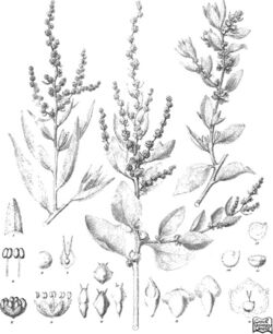 Iconography of Australian salsolaceous plants (1889) (20746093475).jpg