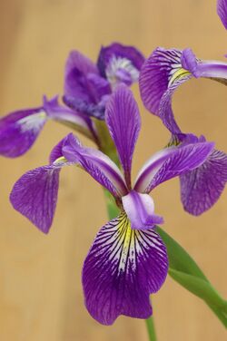 Iris Iris × robusta Flowers 2000px.jpg