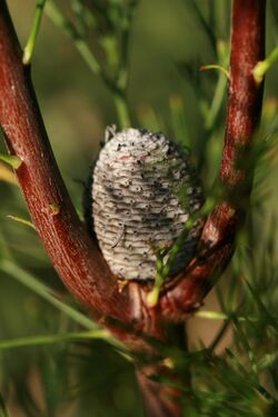 Photograph of a grey cone located at the division of two red branches