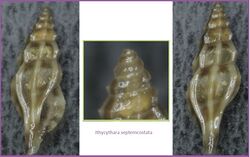 Ithycythara septemcostata 001.jpg