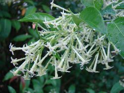 Jasmine NightBloomimg1 Asit.jpg