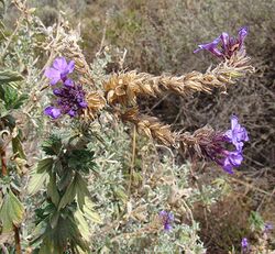 Junellia fasciculata (8726585723).jpg