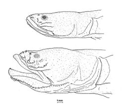 Juvenile and adult halfblind goby (Lethops connectens Hubbs, 1926).jpg