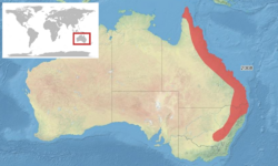 Limnodynastes terraereginae map-fr.svg