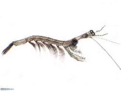 Luciferidae, Sergestoidea.jpg