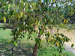 Maingaya malayana at Kepong Botanical Garden 20230625 111622.jpg