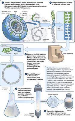 Making of a DNA vaccine.jpg