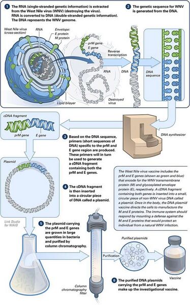 File:Making of a DNA vaccine.jpg