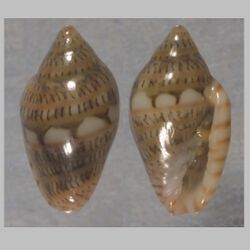 Marginella simulata 001.jpg