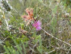 Melaleuca holosericea (leaves, flowers).JPG