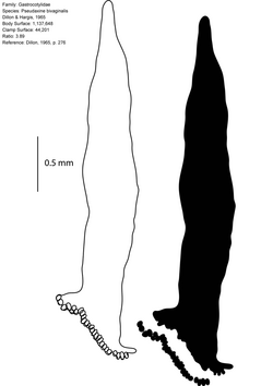 Monogenea 120 Page 059 Pseudaxine bivaginalis Dillon & Hargis, 1965 Gastrocotylidae.png