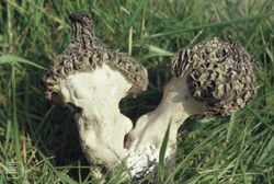 Morchella vulgaris on Gwaelod greenhouse, April (22843497238).jpg