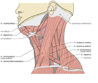 Musculi coli base.svg