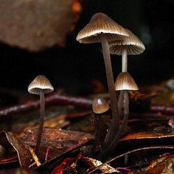 Mycena atrata 88188.jpg