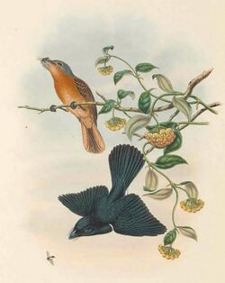 Myiagra cervinicauda - The Birds of New Guinea (cropped).jpg