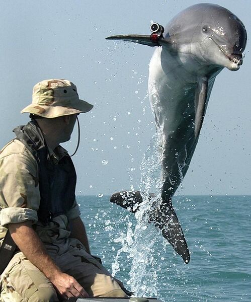 File:NMMP dolphin with locator.jpeg