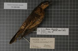 Naturalis Biodiversity Center - RMNH.AVES.123702 1 - Coracina tenuirostris monacha (Hartlaub & Finsch, 1872) - Campephagidae - bird skin specimen.jpeg